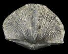 Pyrite Replaced Brachiopod (Paraspirifer) - Ohio #42837-1